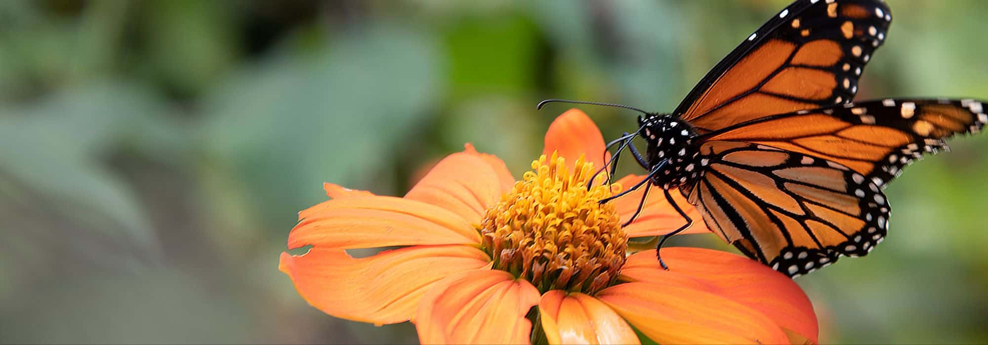 Biodiversidade: como criar refúgios para a natureza no jardim