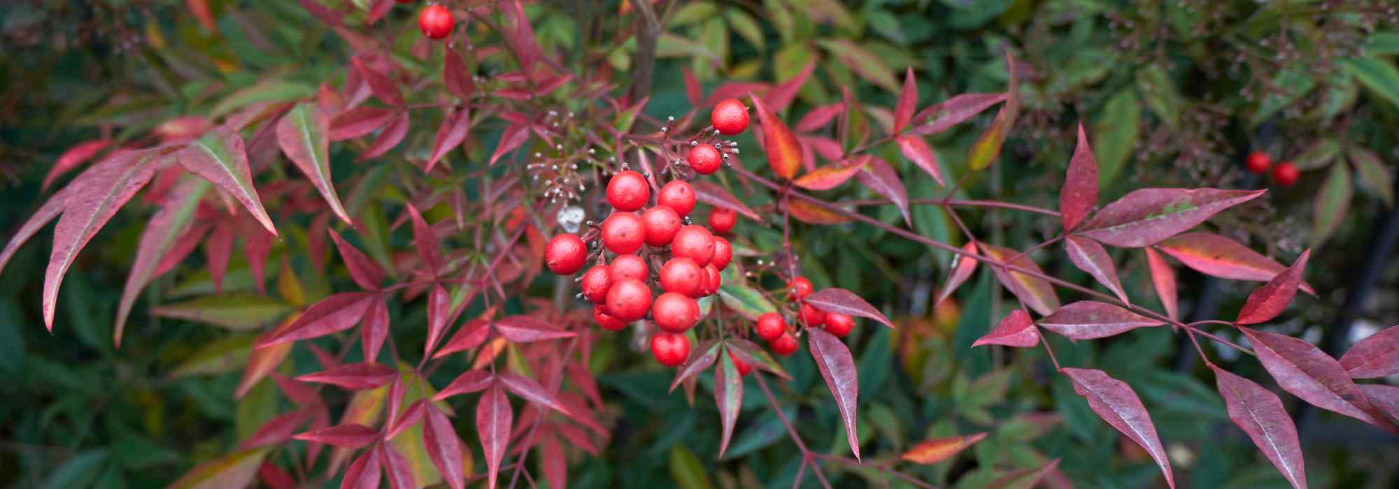 As doenças e pragas das Nandina
