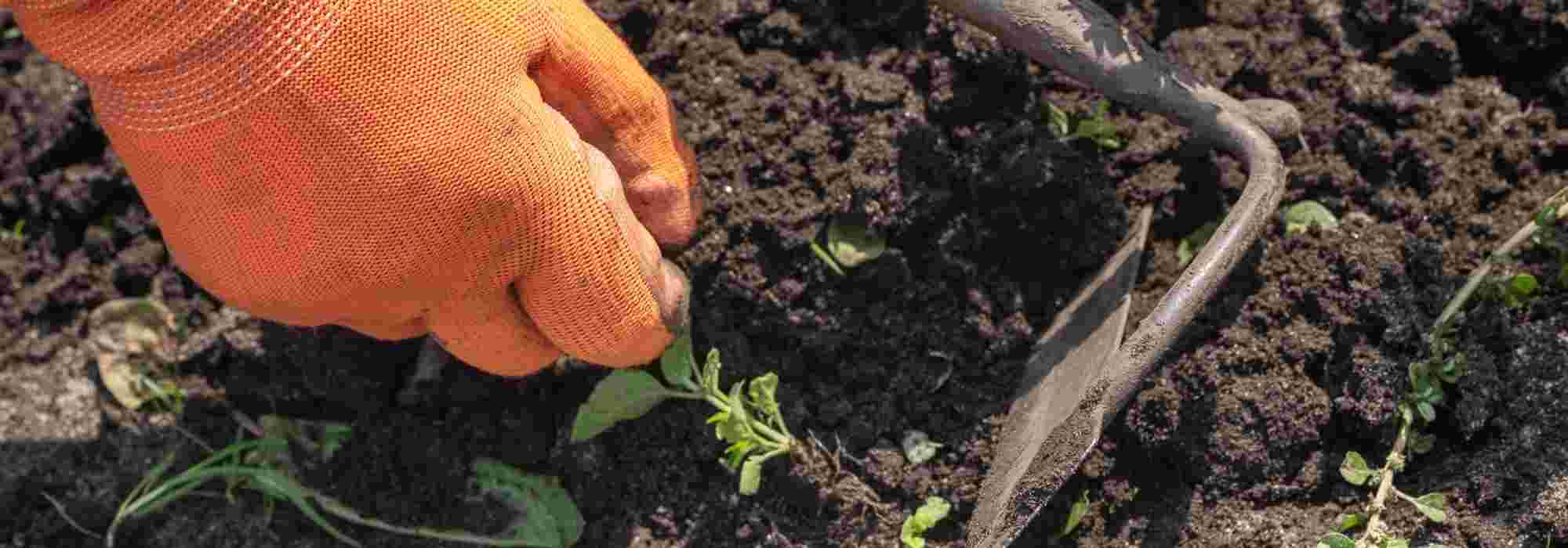Sementeira falsa ou adubo verde: que método privilegiar contra as ervas-daninhas?