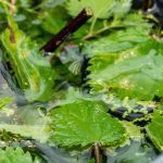 Jardinagem para principiantes: como alimentar as plantas de forma natural e fácil?