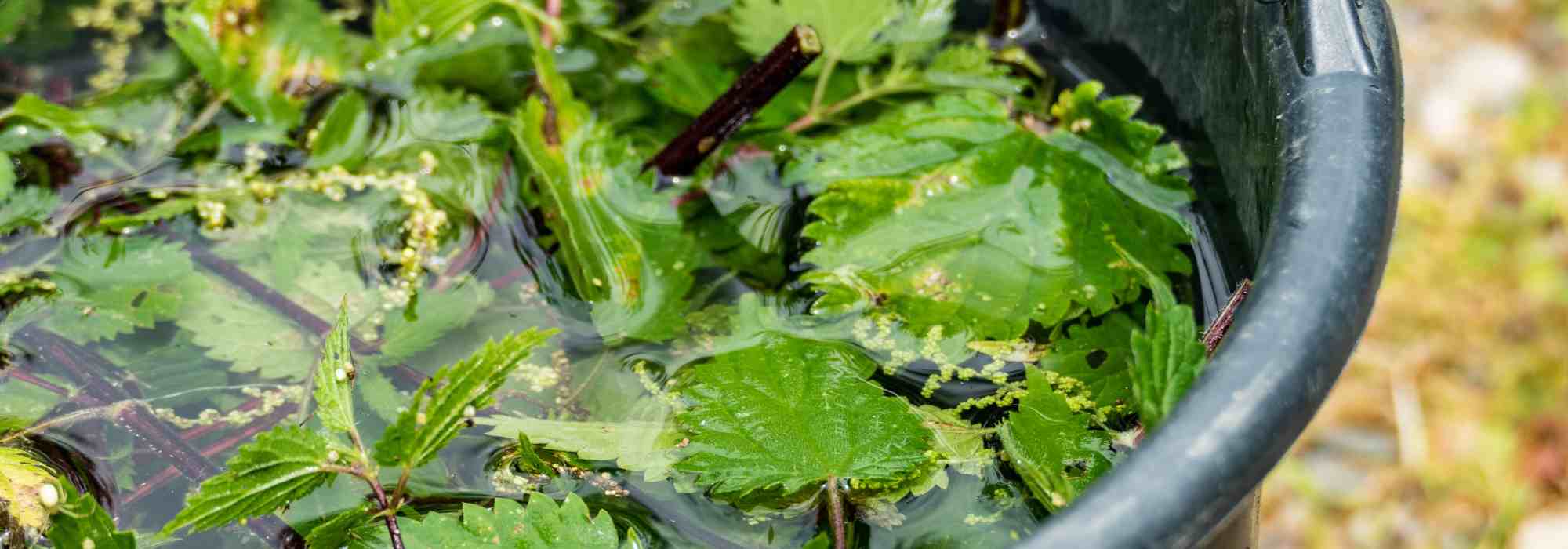 Jardinagem para principiantes: como alimentar as plantas de forma natural e fácil?