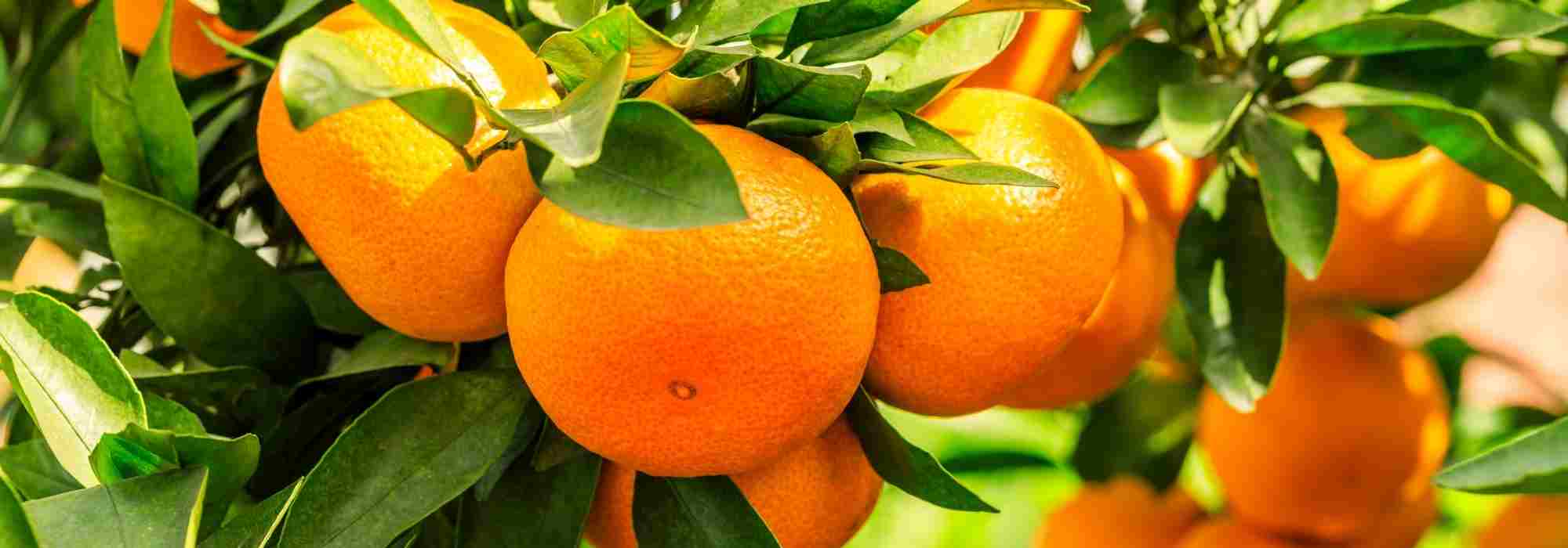 Laranjeira: como identificar e tratar as suas doenças e pragas?