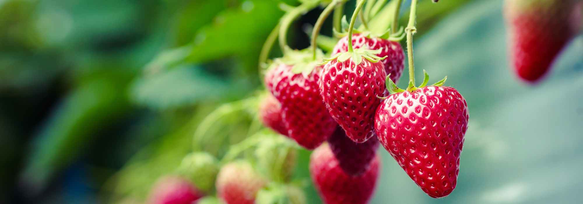 Os pequenos frutos para cultivar em vaso