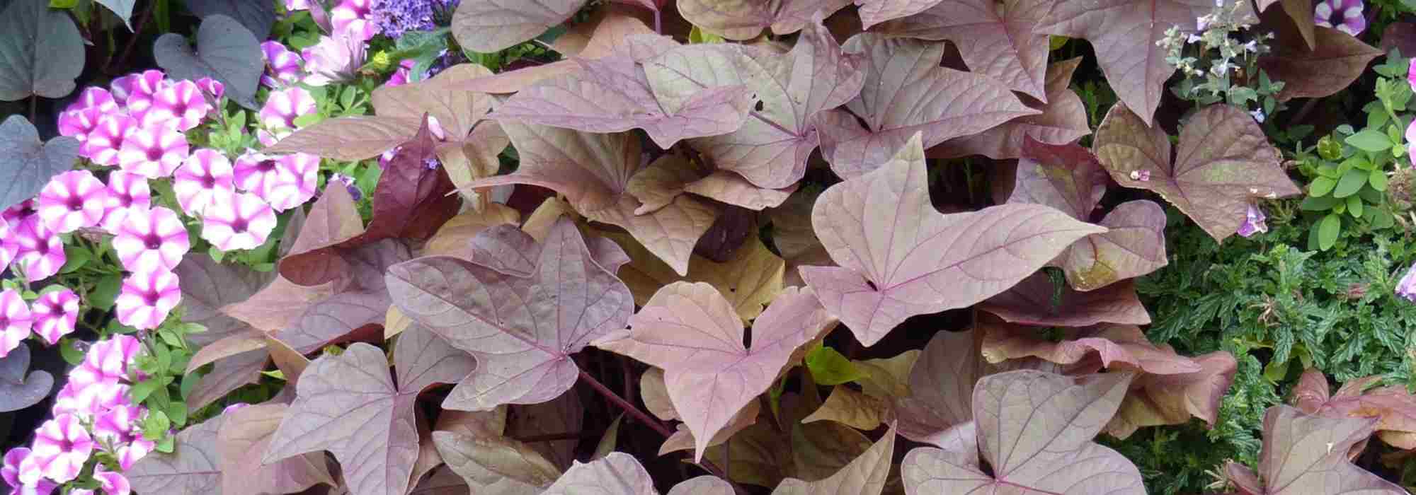 As melhores plantas anuais de folhagem decorativa para embelezar o seu jardim ou a sua varanda