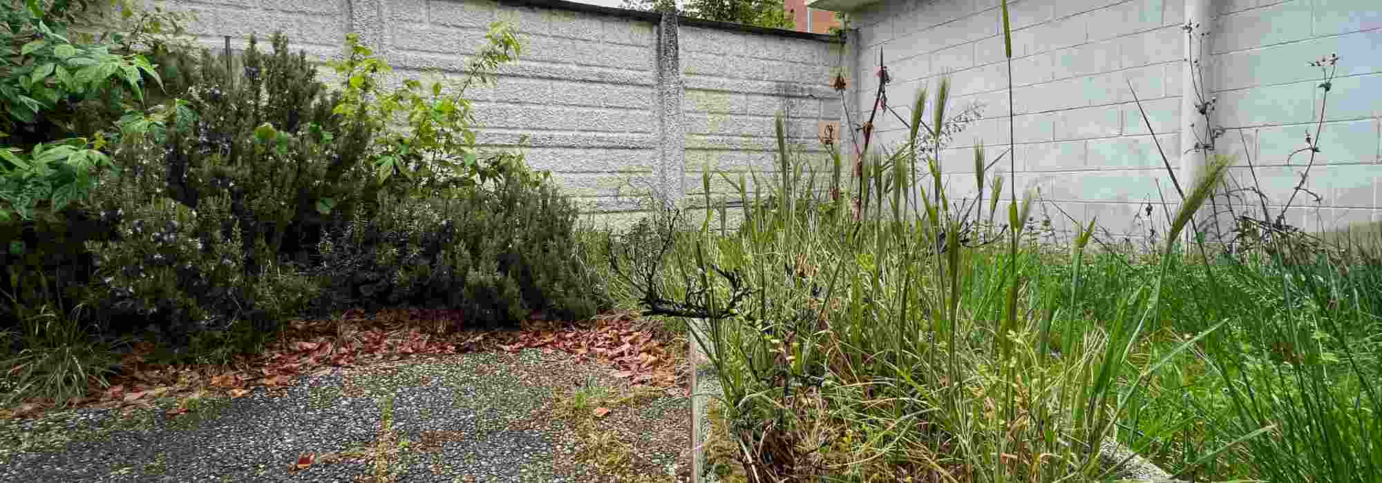 Como dar uma nova vida a um jardim antigo e abandonado, passo a passo