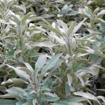 Sálvia-comum: uma planta para cultivar pelos seus benefícios para a saúde