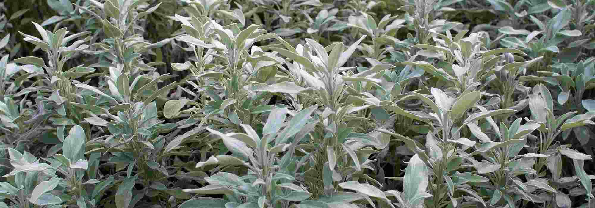 Sálvia-comum: uma planta para cultivar pelos seus benefícios para a saúde