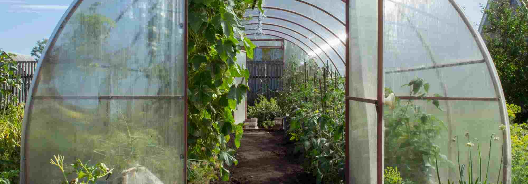 Cultivo em estufa: os erros mais comuns