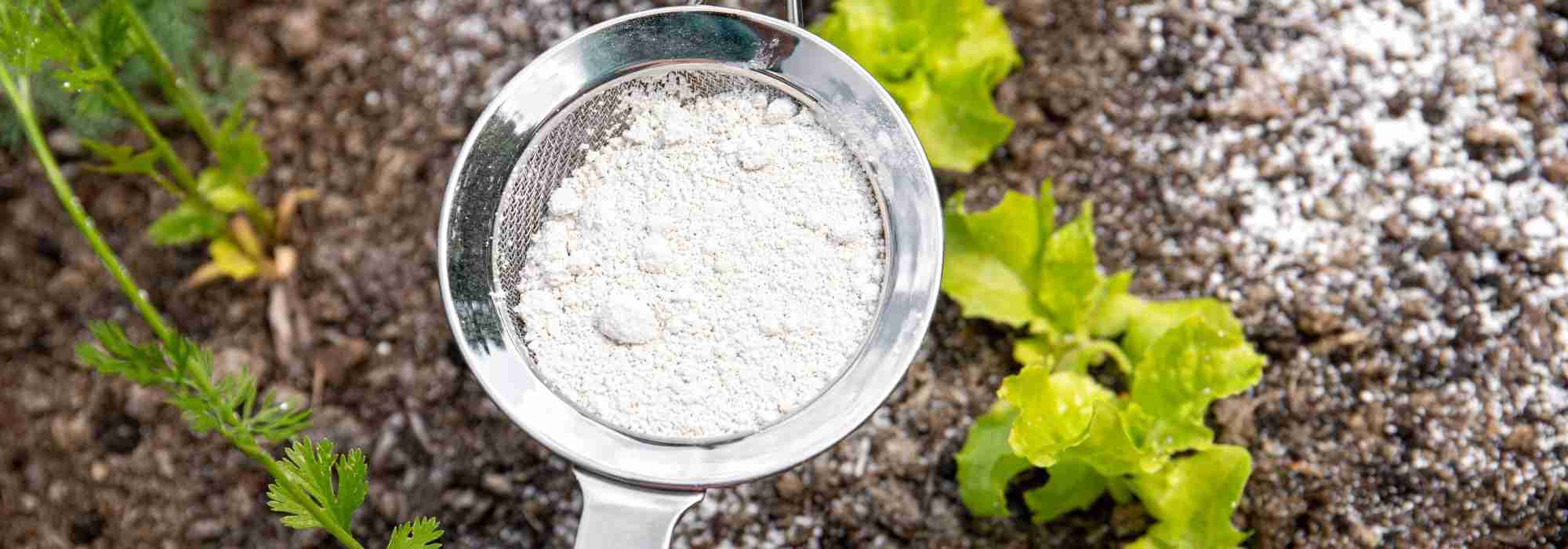 Como utilizar a terra de diatomáceas no jardim?