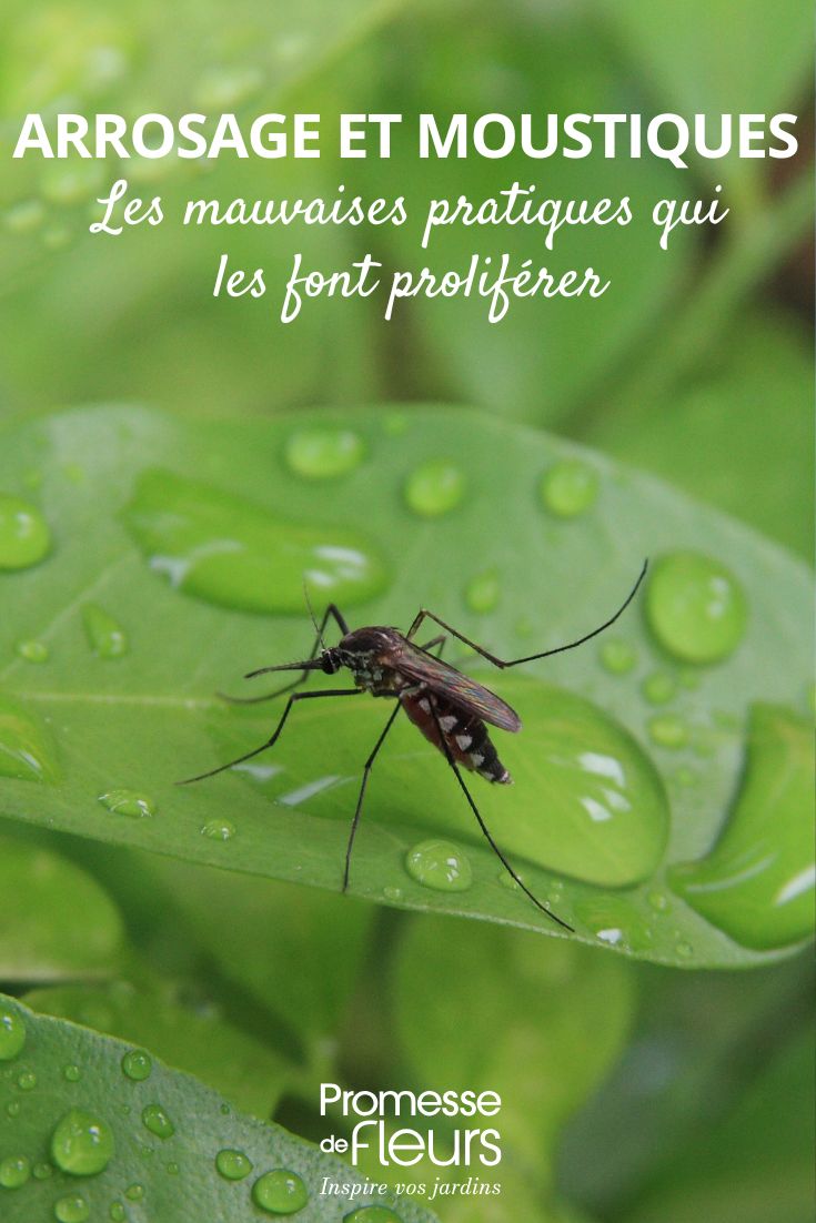 Rega: as más práticas que agradam aos mosquitos