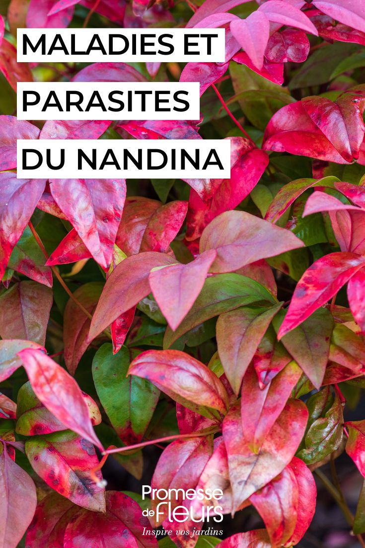 Cuidar da nandina