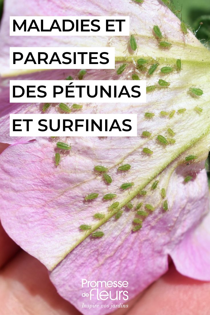 Cuidar das petúnias e surfinias