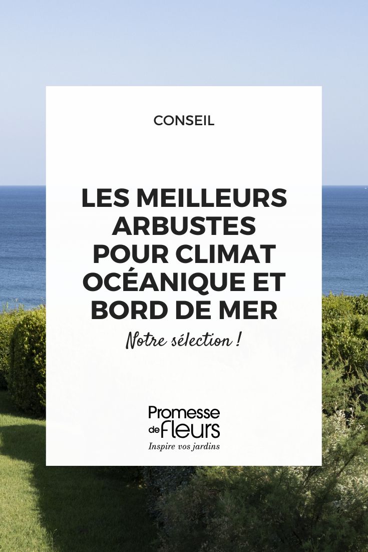escolher um arbusto para junto ao mar