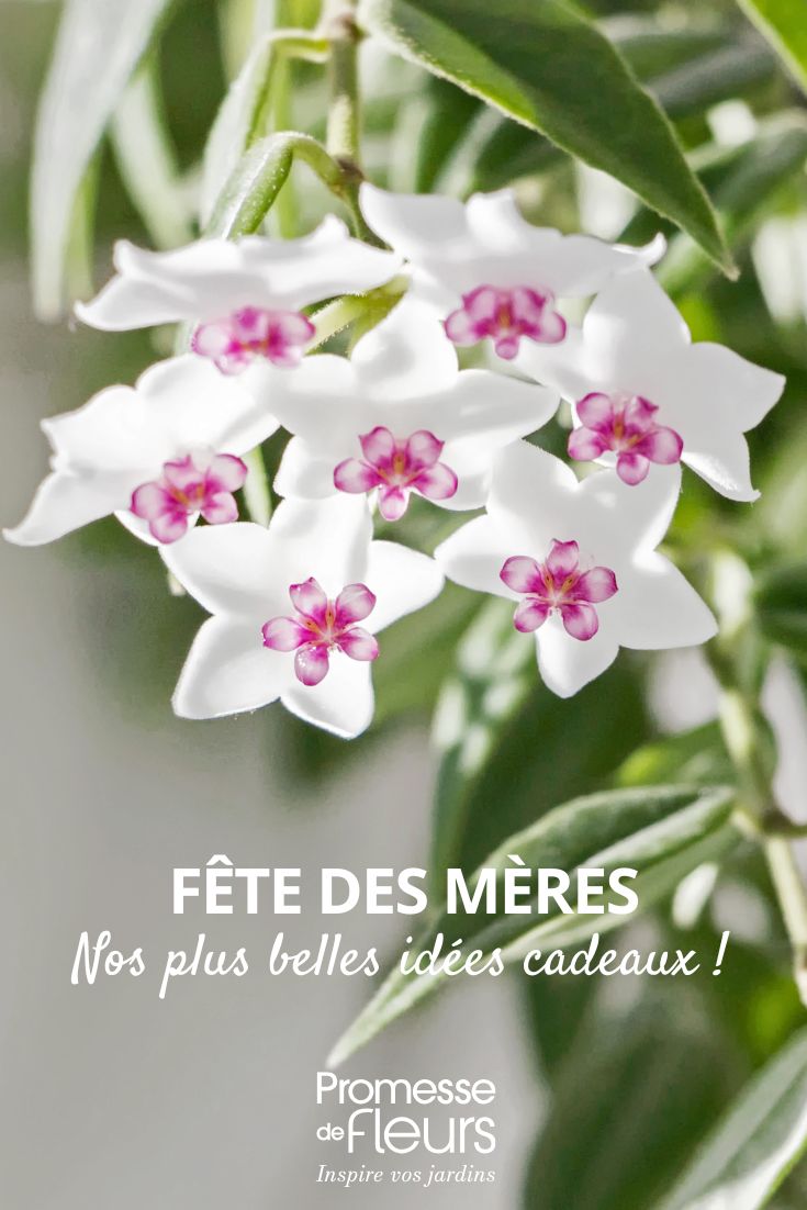 flor-de-cera