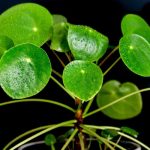 Pilea: Cultivar e cuidar