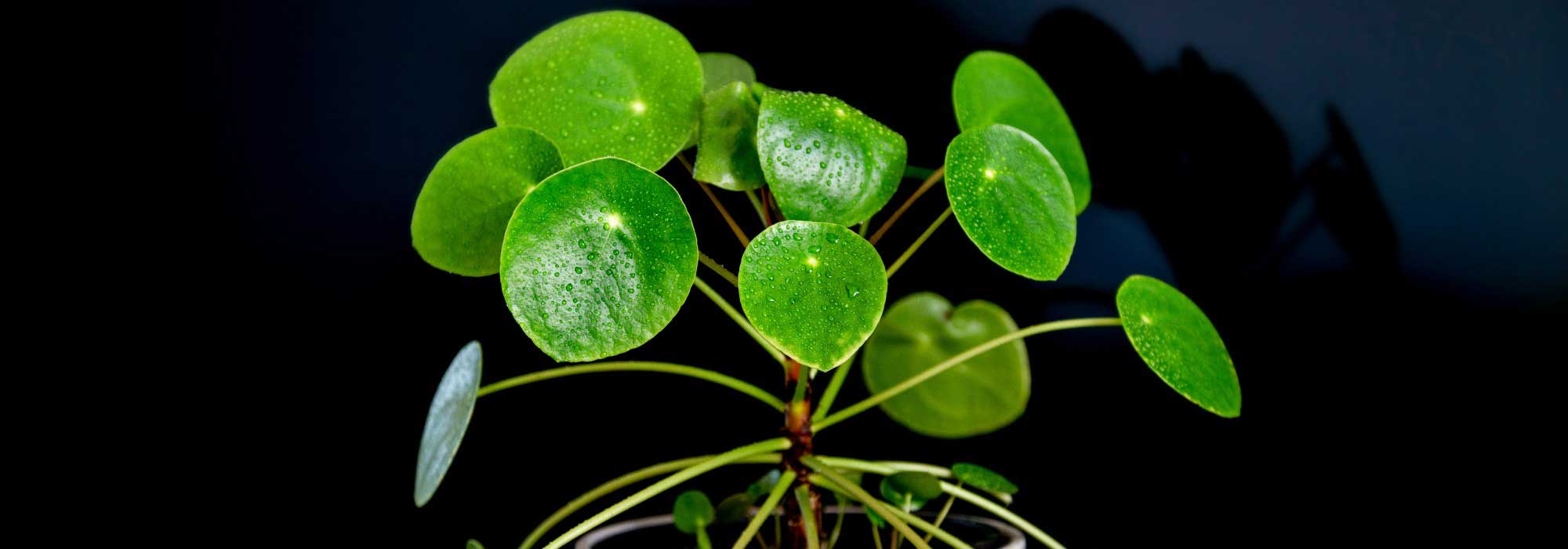 Pilea: Cultivar e cuidar