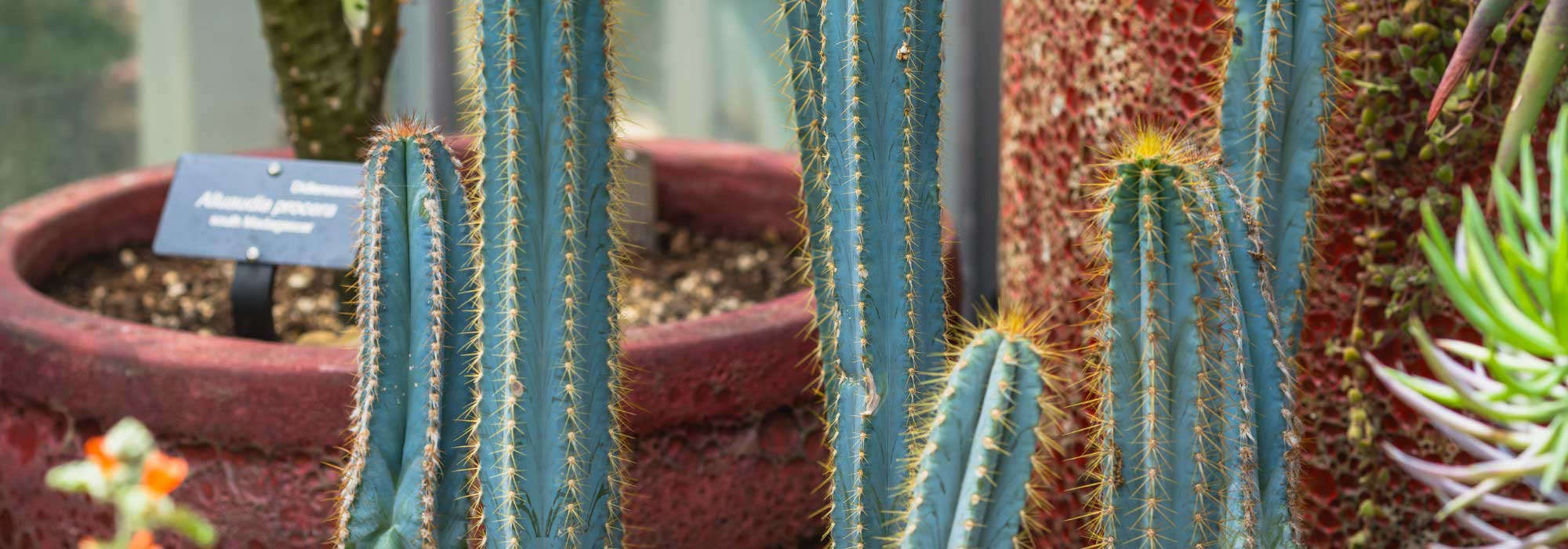 Pilosocereus: plantar, cultivar e cuidar