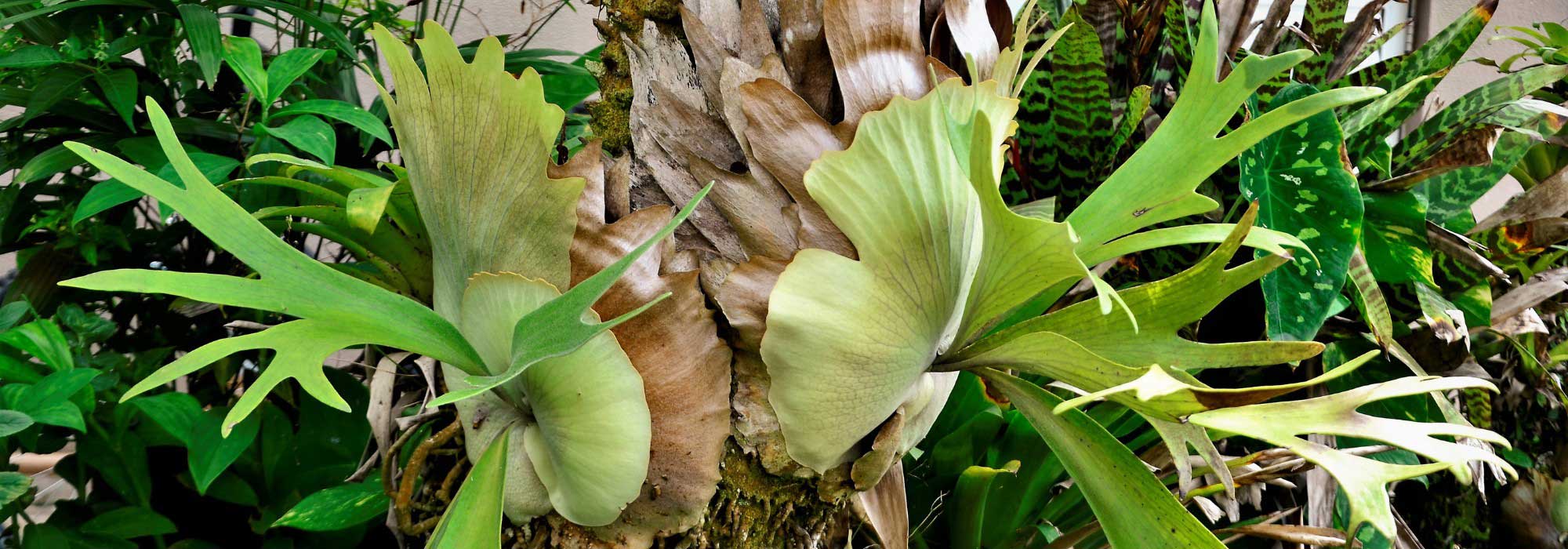 feto-chifres-de-veado, feto-corno-de-alce: cultivo e manutenção
