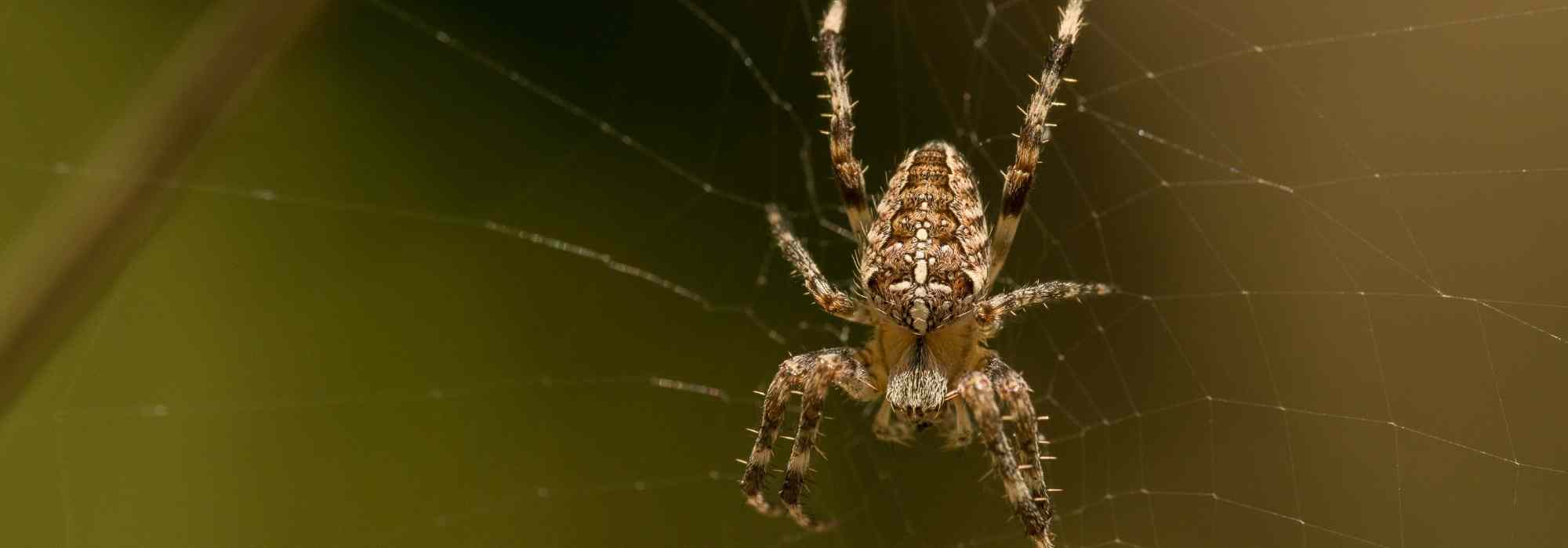 As aranhas no jardim: por que razão se deve deixá-las em paz?