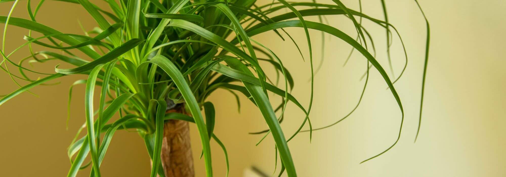 Beaucarnea ou pata-de-elefante: os cuidados a ter com esta planta de interior ao longo das estações