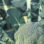 Como escolher a melhor variedade de couve-brócolo para a horta?