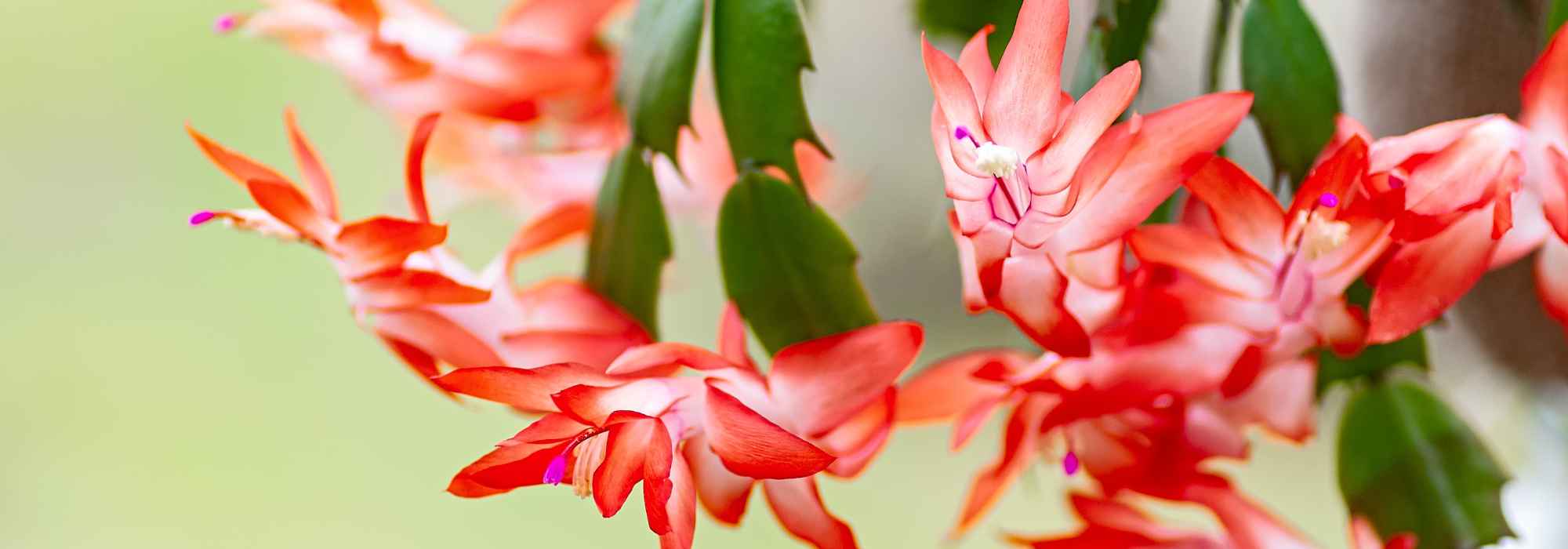 Cacto-estrela de Natal, Schlumbergera: cultivo e cuidados para uma floração deslumbrante no inverno