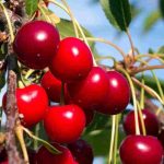 Que cerejeira plantar para colher cerejas grandes e doces?