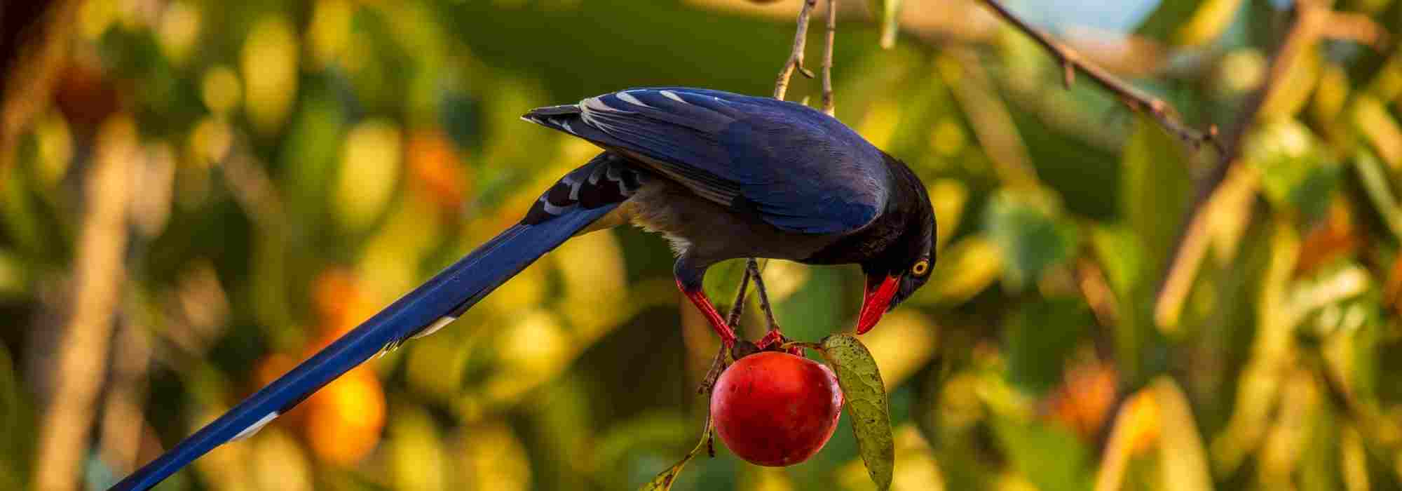 Filamento contra as aves numa cerejeira: quando e como instalá-lo?