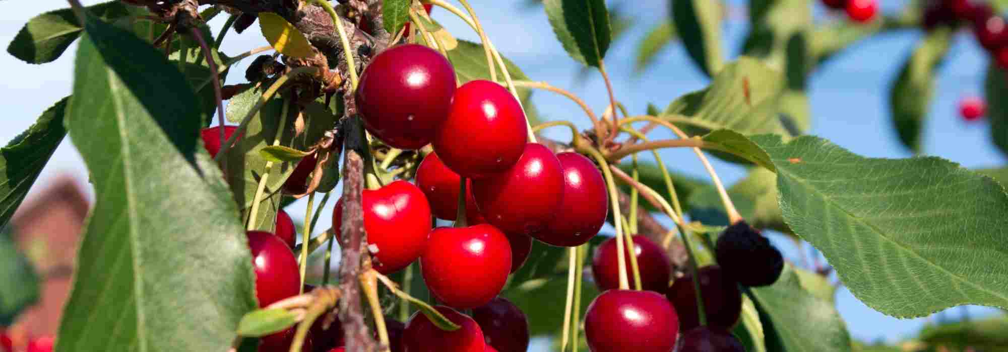Que cerejeira plantar para colher cerejas grandes e doces?