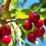 Cerejeiras autoférteis, perfeitas para jardins pequenos