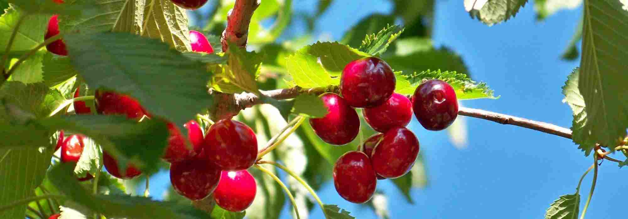 Cerejeiras autoférteis, perfeitas para jardins pequenos