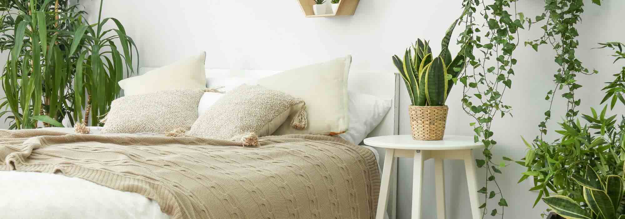As plantas de interior ideais para um quarto: o nosso guia prático