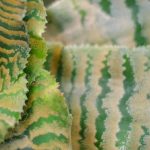 Estrela-da-terra: doenças, pragas e problemas comuns desta planta de interior