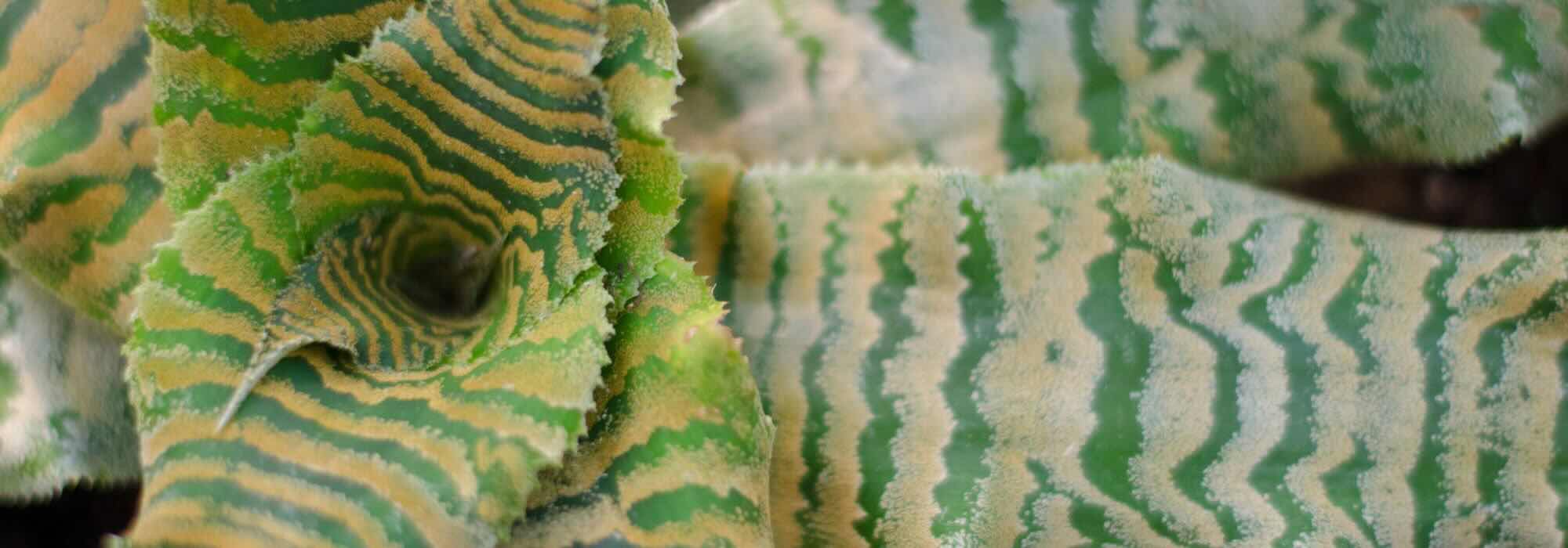 Estrela-da-terra: doenças, pragas e problemas comuns desta planta de interior