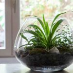 Como fazer um terrário aberto?