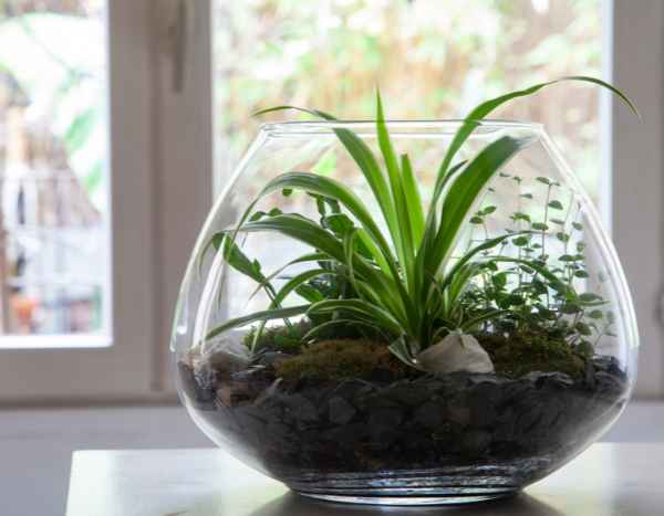 Como fazer um terrário aberto?