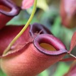 Drosera, Dionaea, sarracénias… os grandes grupos de plantas carnívoras