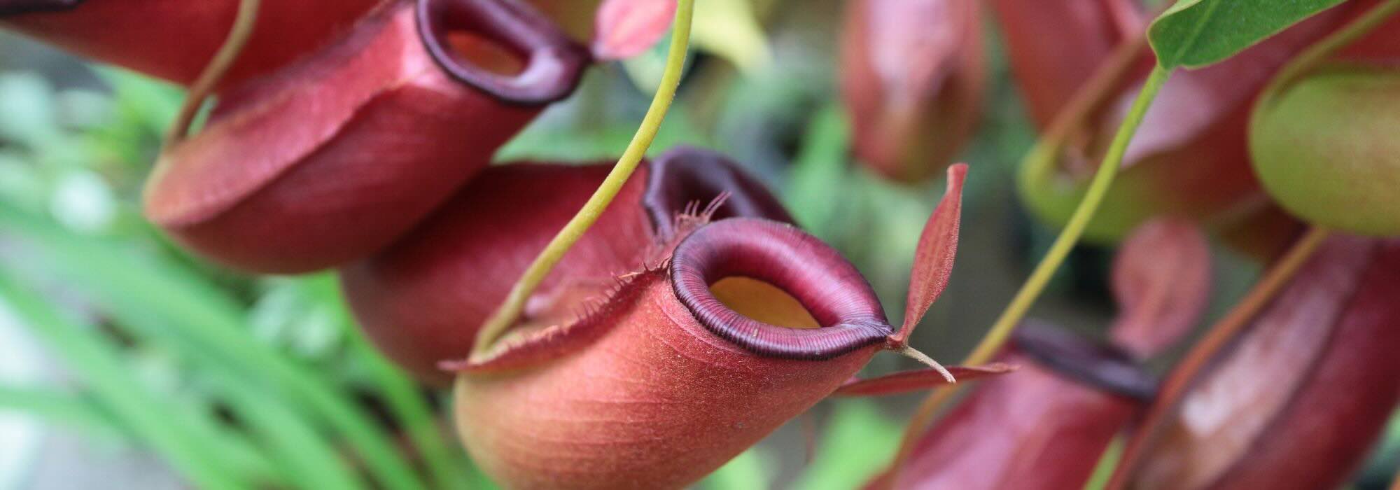 Drosera, Dionaea, sarracénias… os grandes grupos de plantas carnívoras