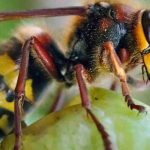 Como proteger as colheitas de fruta das vespas?