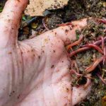 Insetos do composto: os que deve acolher e os que deve limitar