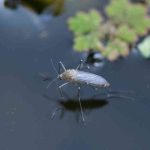 Como combater naturalmente os mosquitos num lago?