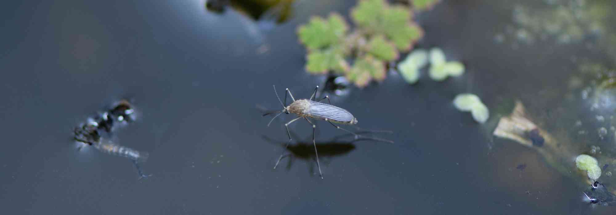 Como combater naturalmente os mosquitos num lago?