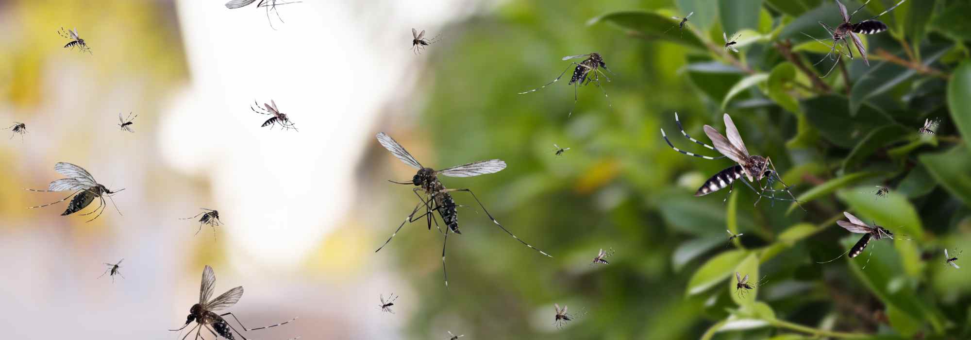 Proliferação de mosquitos: atenção a estes erros comuns de rega!