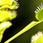 O que comem realmente as plantas carnívoras?