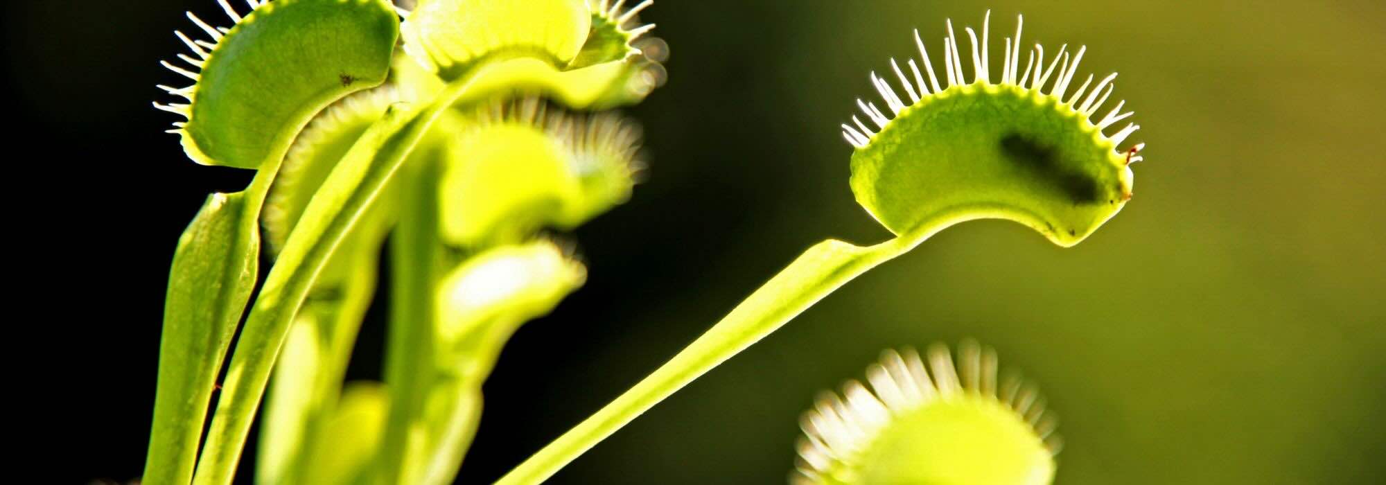 O que comem realmente as plantas carnívoras?