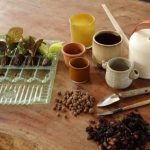 Como transplantar corretamente as mini plantas de interior?