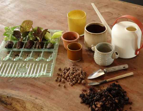 Como transplantar corretamente as mini plantas de interior?