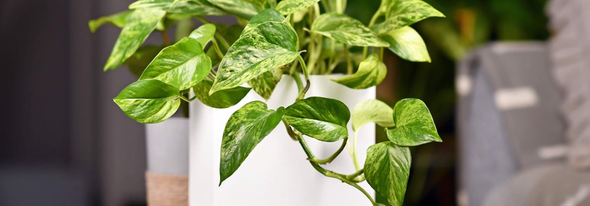 Plantas de interior resistentes: 7 apostas seguras para uma casa cheia de verde sem complicações