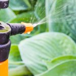 Jardinagem para principiantes: tratar e prevenir as doenças das plantas do jardim