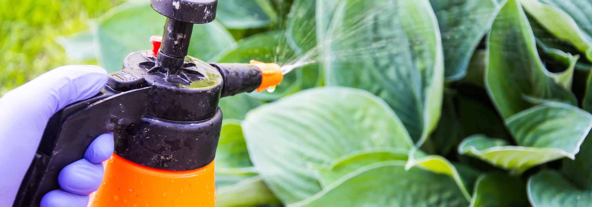 Jardinagem para principiantes: tratar e prevenir as doenças das plantas do jardim